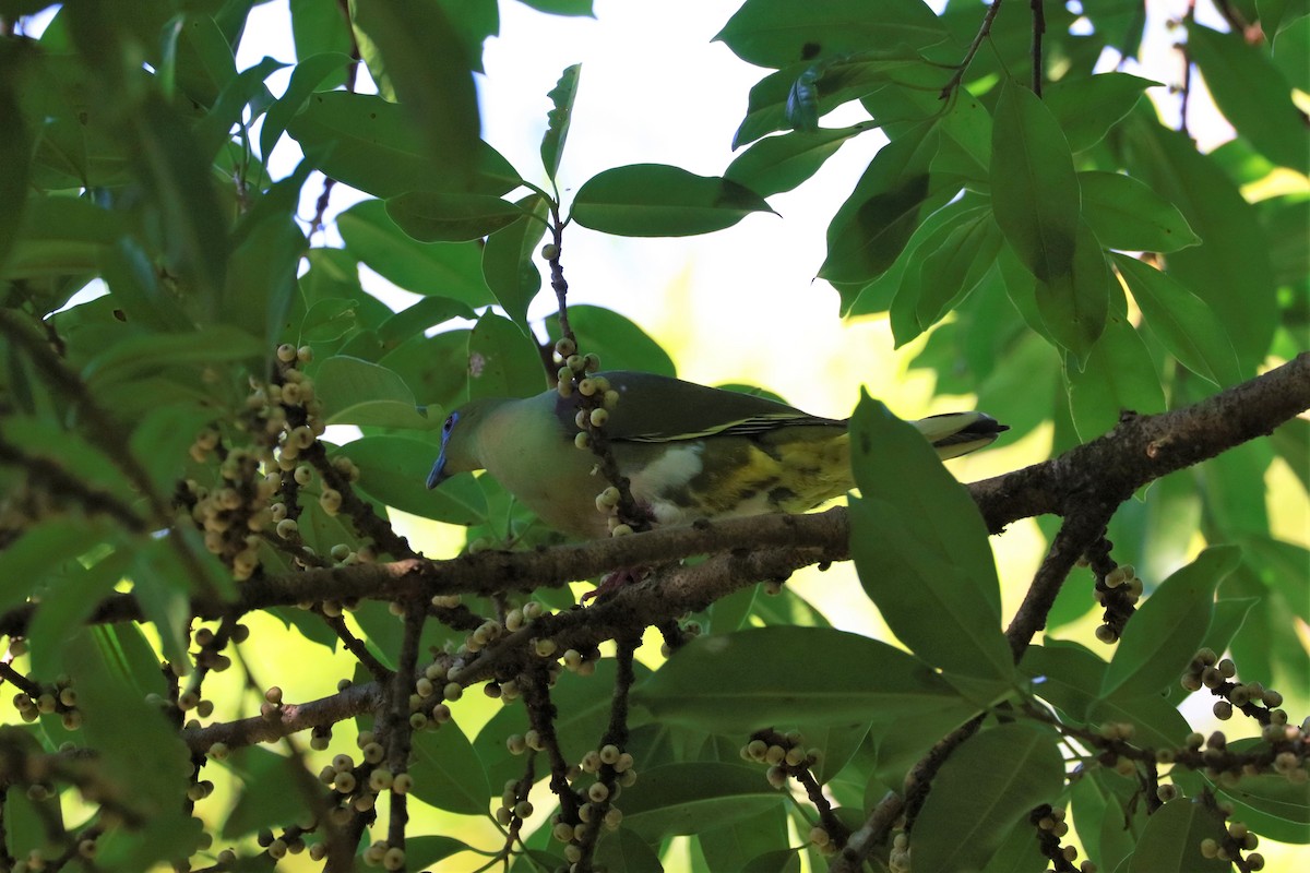 Yellow-vented Green-Pigeon - Ben Weil