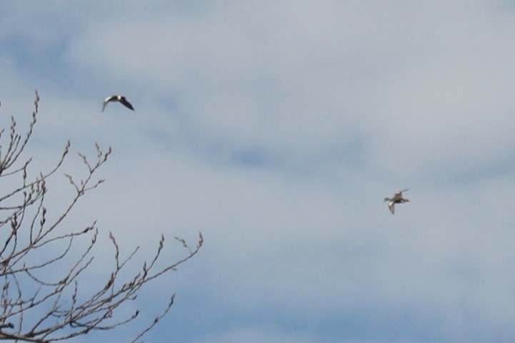 American Wigeon - Nicholas Niewald