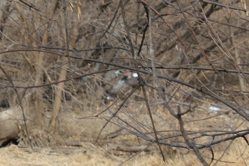 American Wigeon - ML420676511