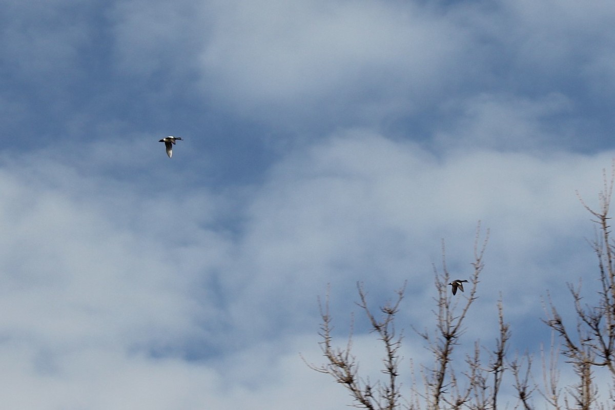 American Wigeon - ML420676521