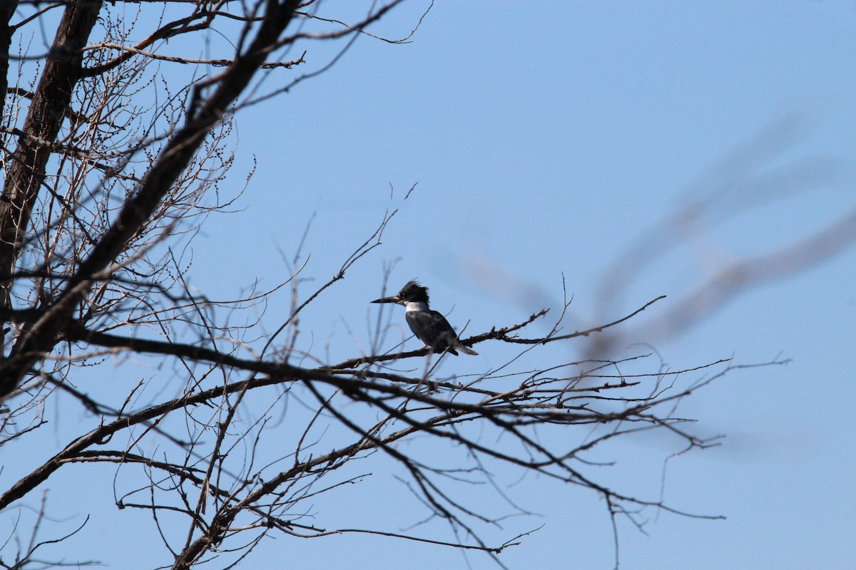 Belted Kingfisher - ML420677461