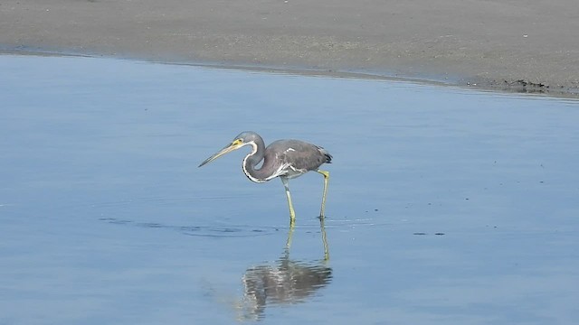 Tricolored Heron - ML420677951