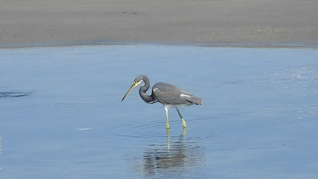 Tricolored Heron - ML420680781