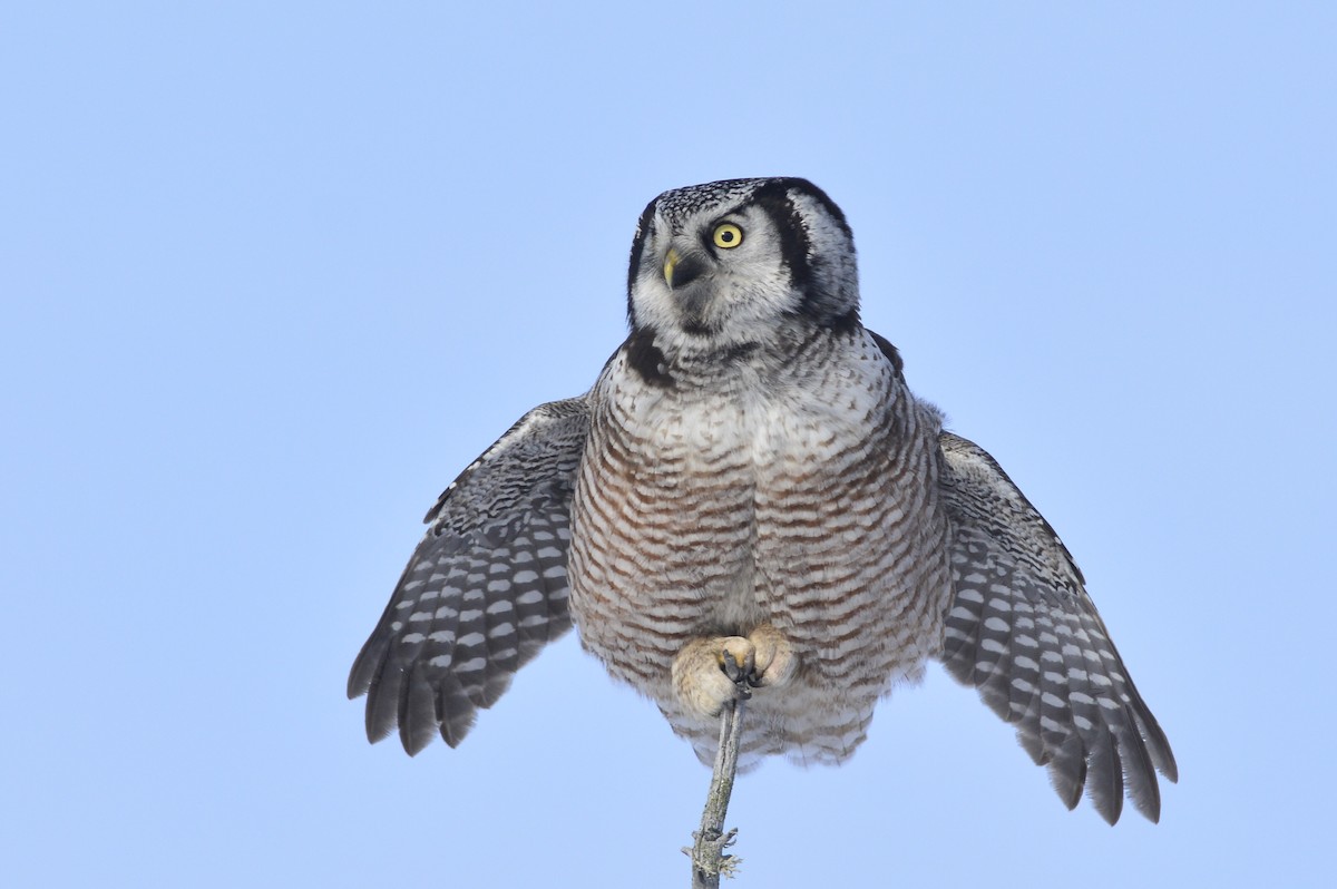 Northern Hawk Owl - ML420681141