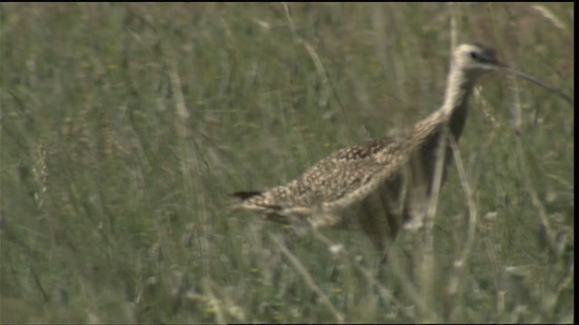 Long-billed Curlew - ML420682