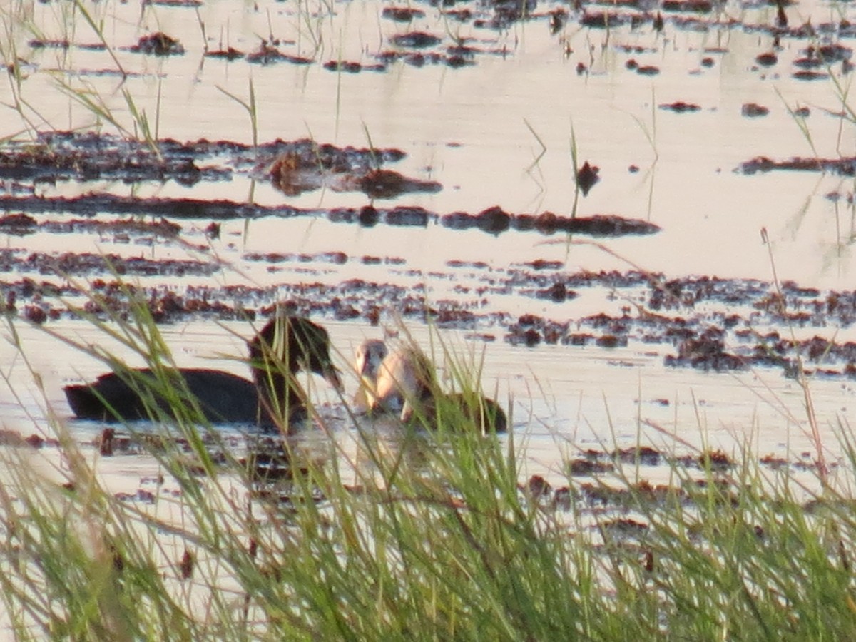 Eurasian Coot - ML420685301