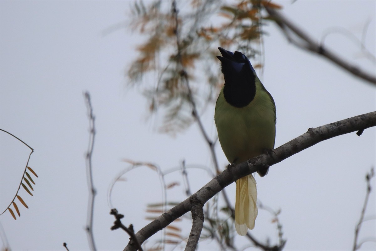 Green Jay - ML420685401