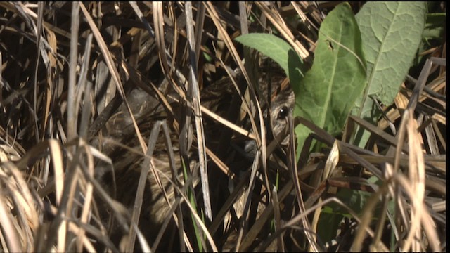 Нугасны овгийн зүйл - ML420688