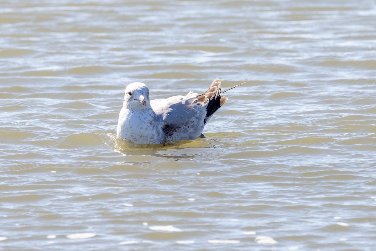 Ring-billed Gull - ML420689531