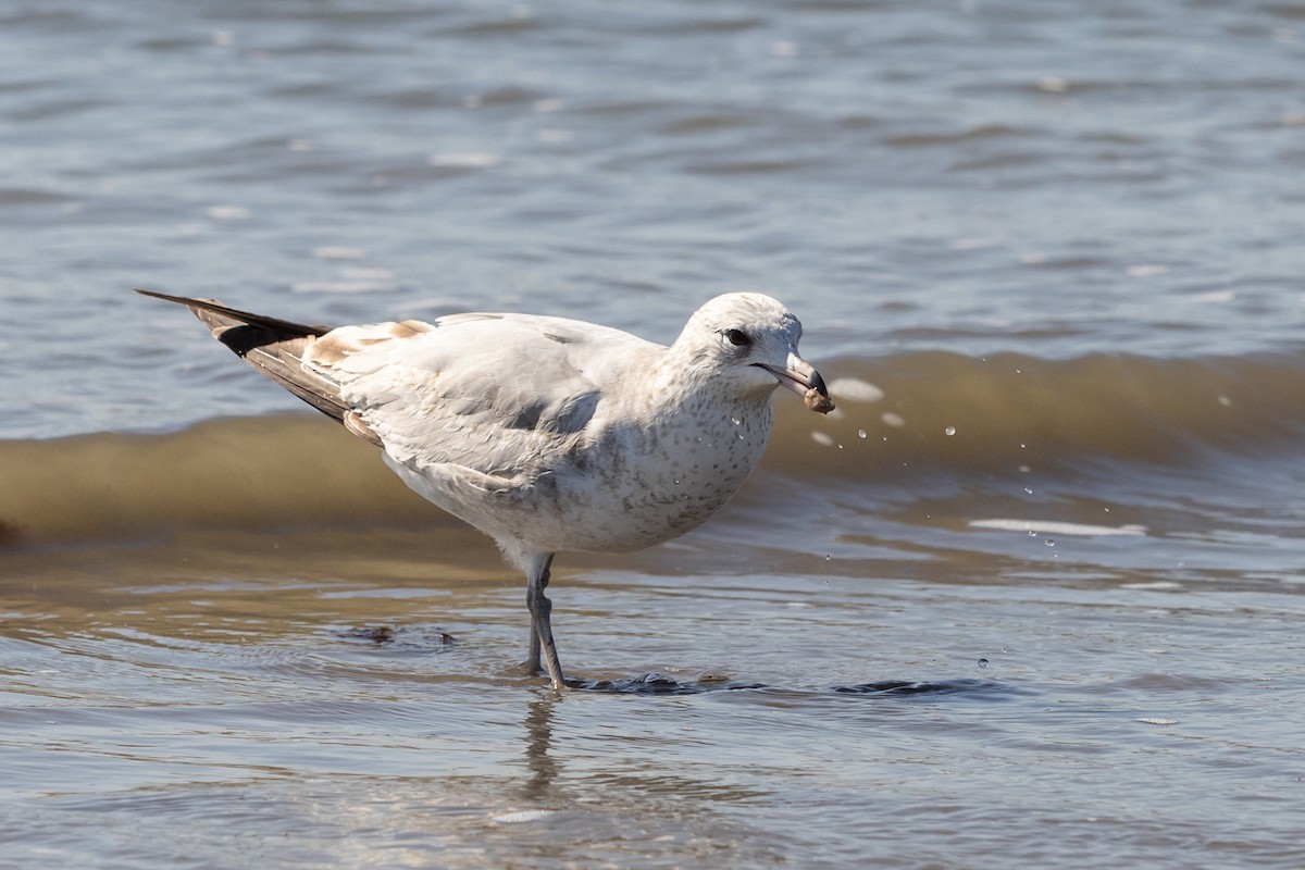 Ring-billed Gull - ML420689551