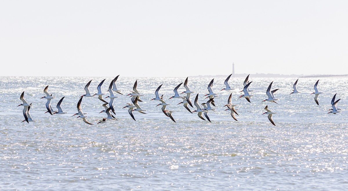 Black Skimmer - ML420689621