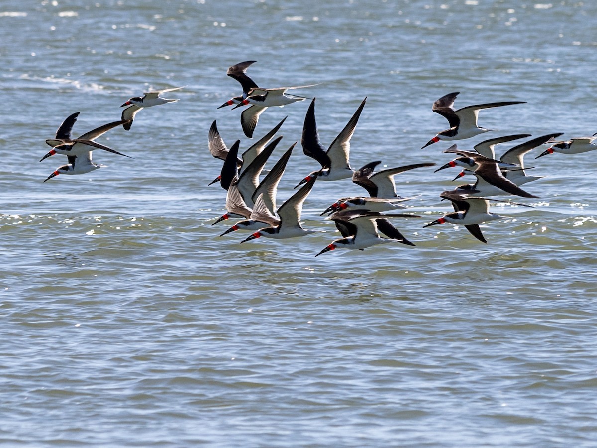 Black Skimmer - Kim McManus