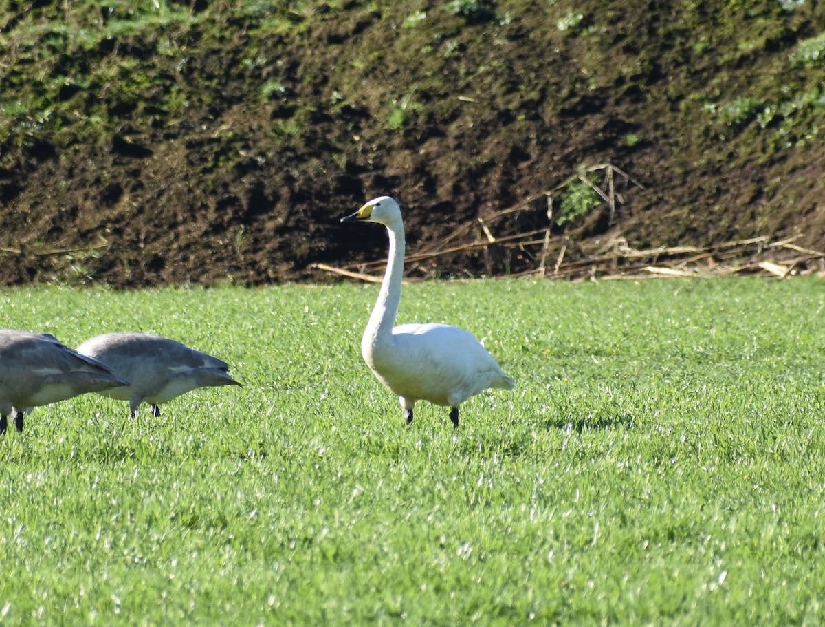 Whooper Swan - ML420691081