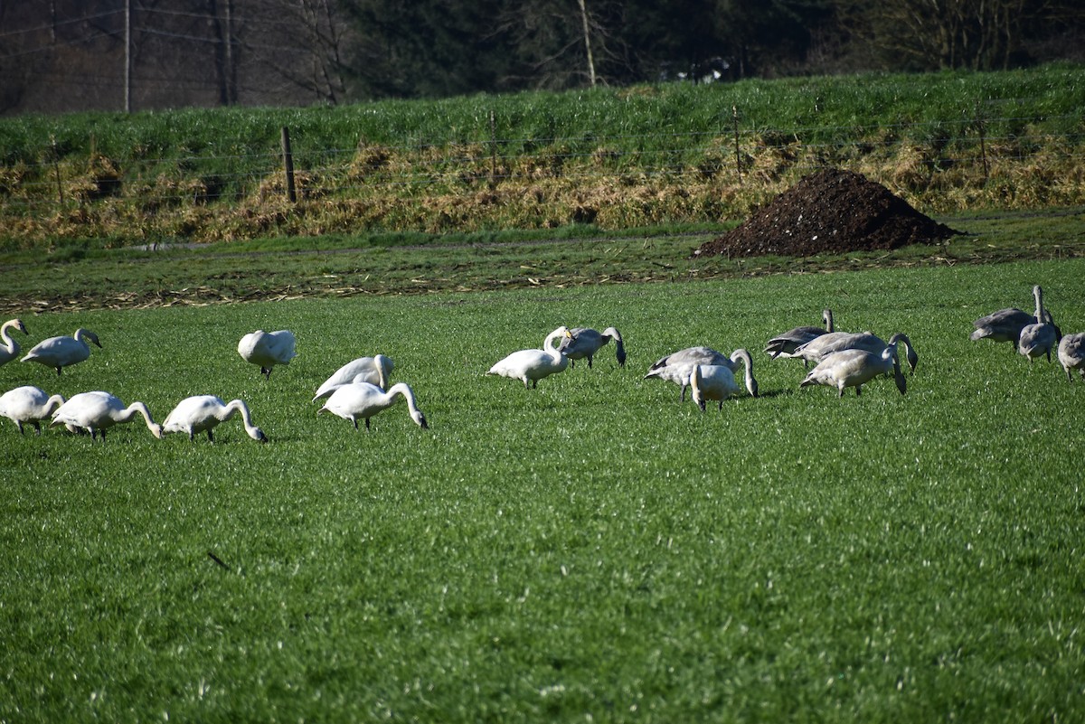 Whooper Swan - ML420691141