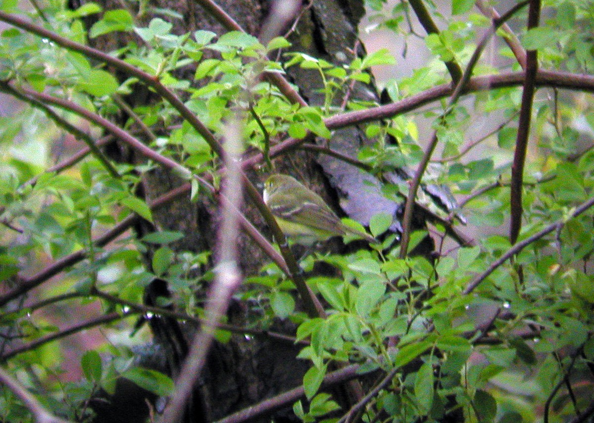 Vireo Ojiblanco - ML42069201