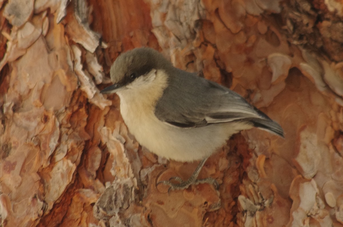 Pygmy Nuthatch - ML420693131