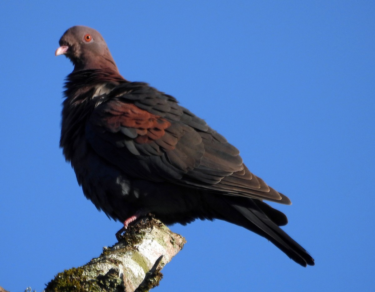 Red-billed Pigeon - Danilo Moreno