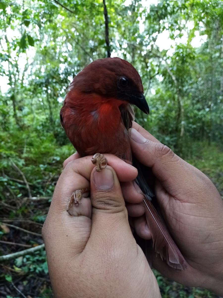 Red-throated Ant-Tanager - ML420694511