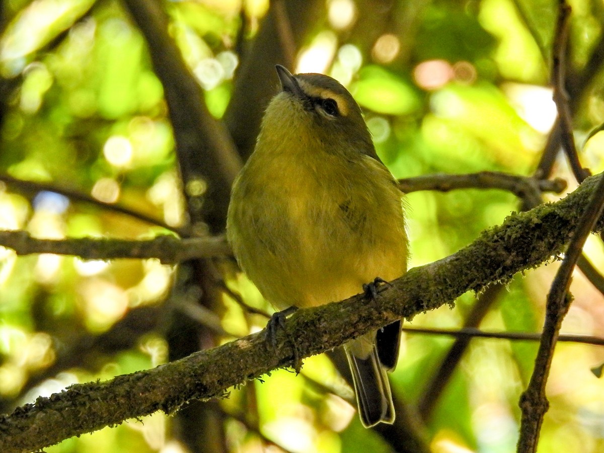 Gelbbindenvireo - ML420694921