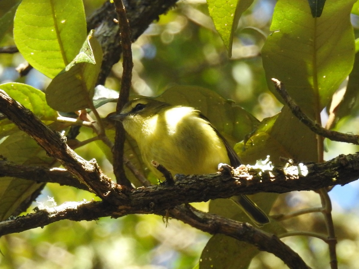 Yellow-winged Vireo - Daniel Garrigues