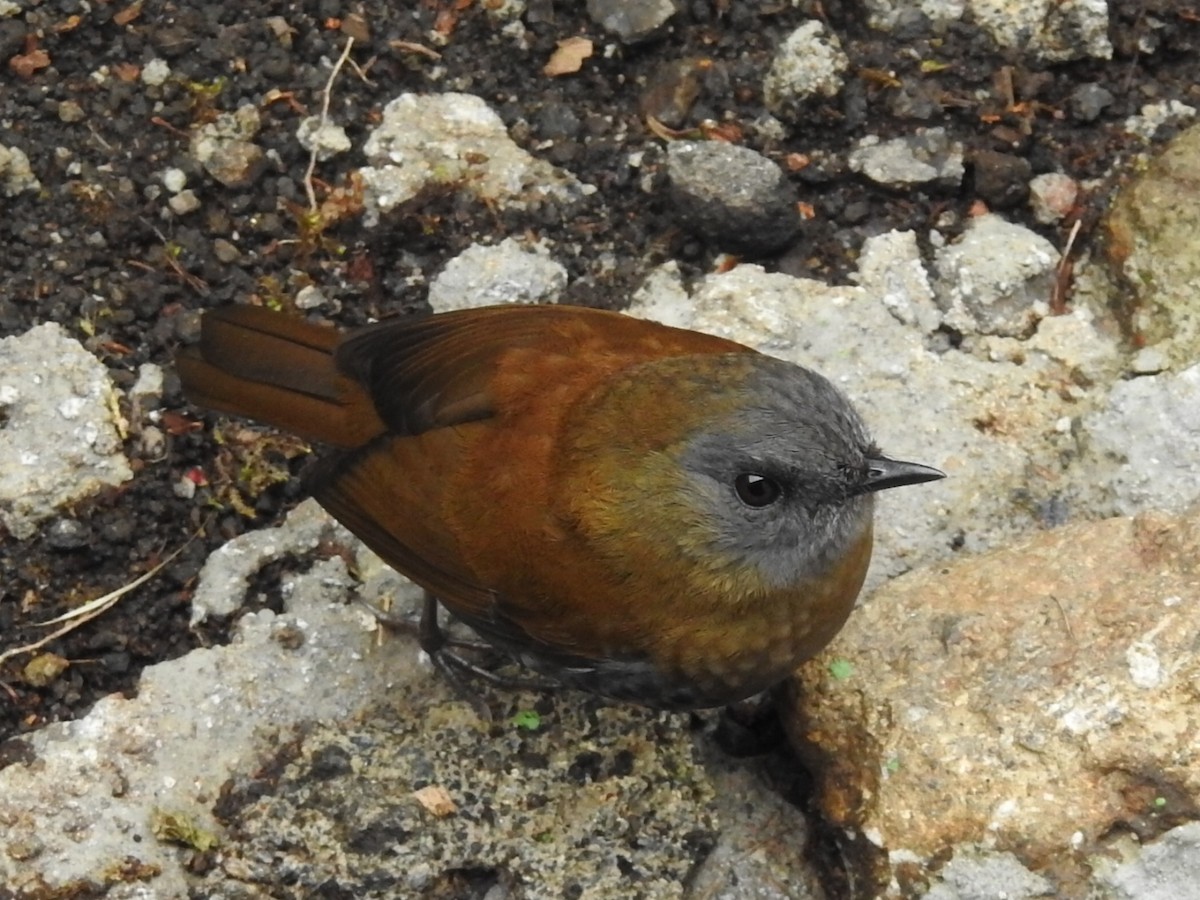 Black-billed Nightingale-Thrush - Daniel Garrigues