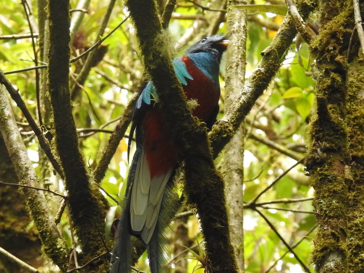 Resplendent Quetzal - ML420695421