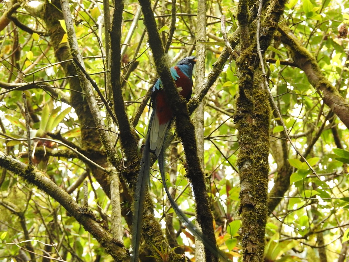 Resplendent Quetzal - ML420695471