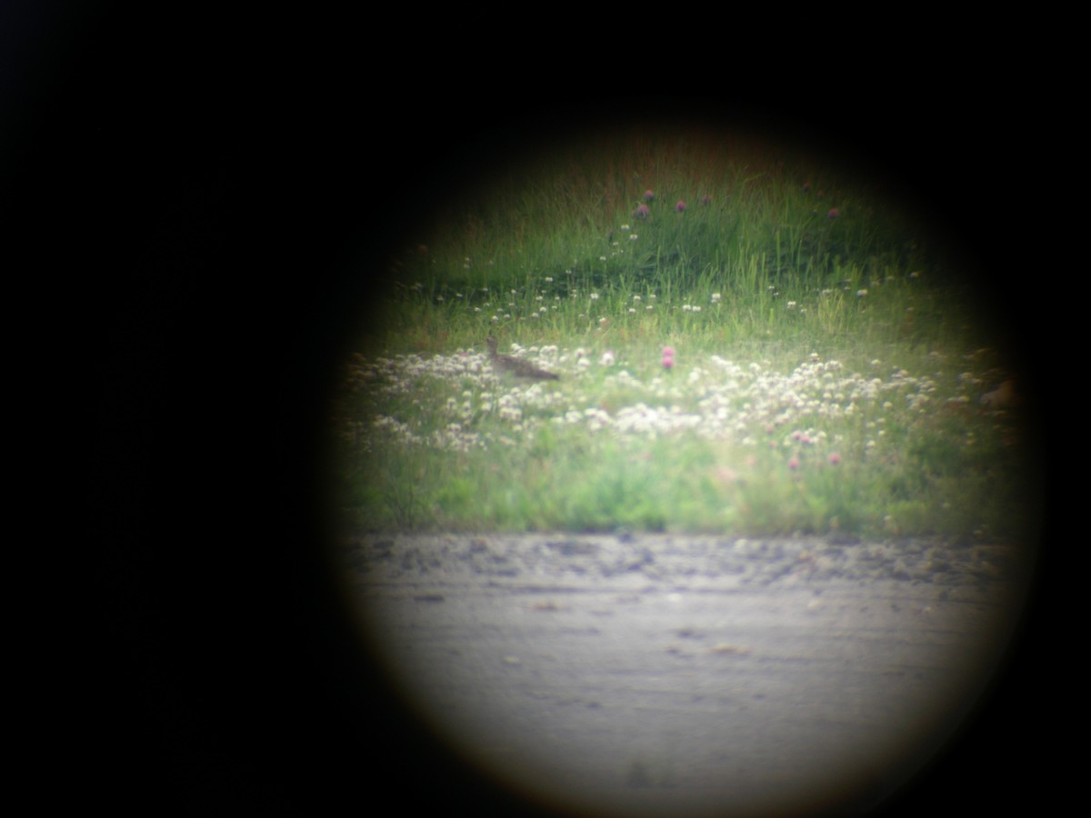 Upland Sandpiper - ML420697101