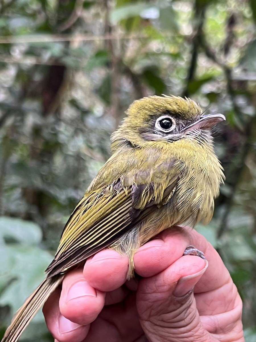 Eye-ringed Flatbill - Raúl Caballero (Mexihca Aves)