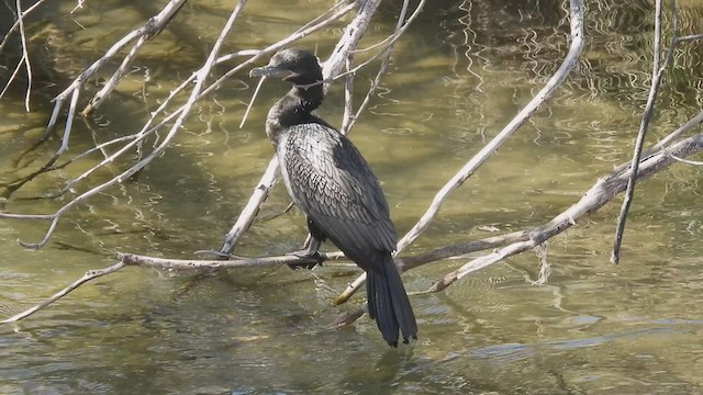 Neotropic Cormorant - ML420698221