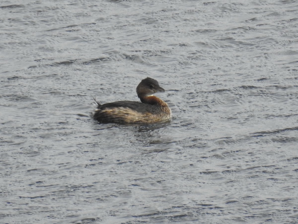 Pied-billed Grebe - Rick Luehrs