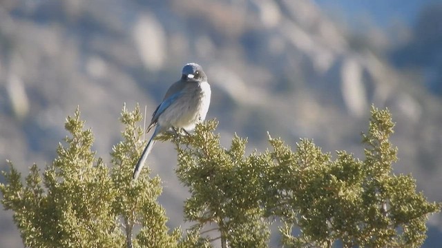 Woodhouse's Scrub-Jay - ML420700411