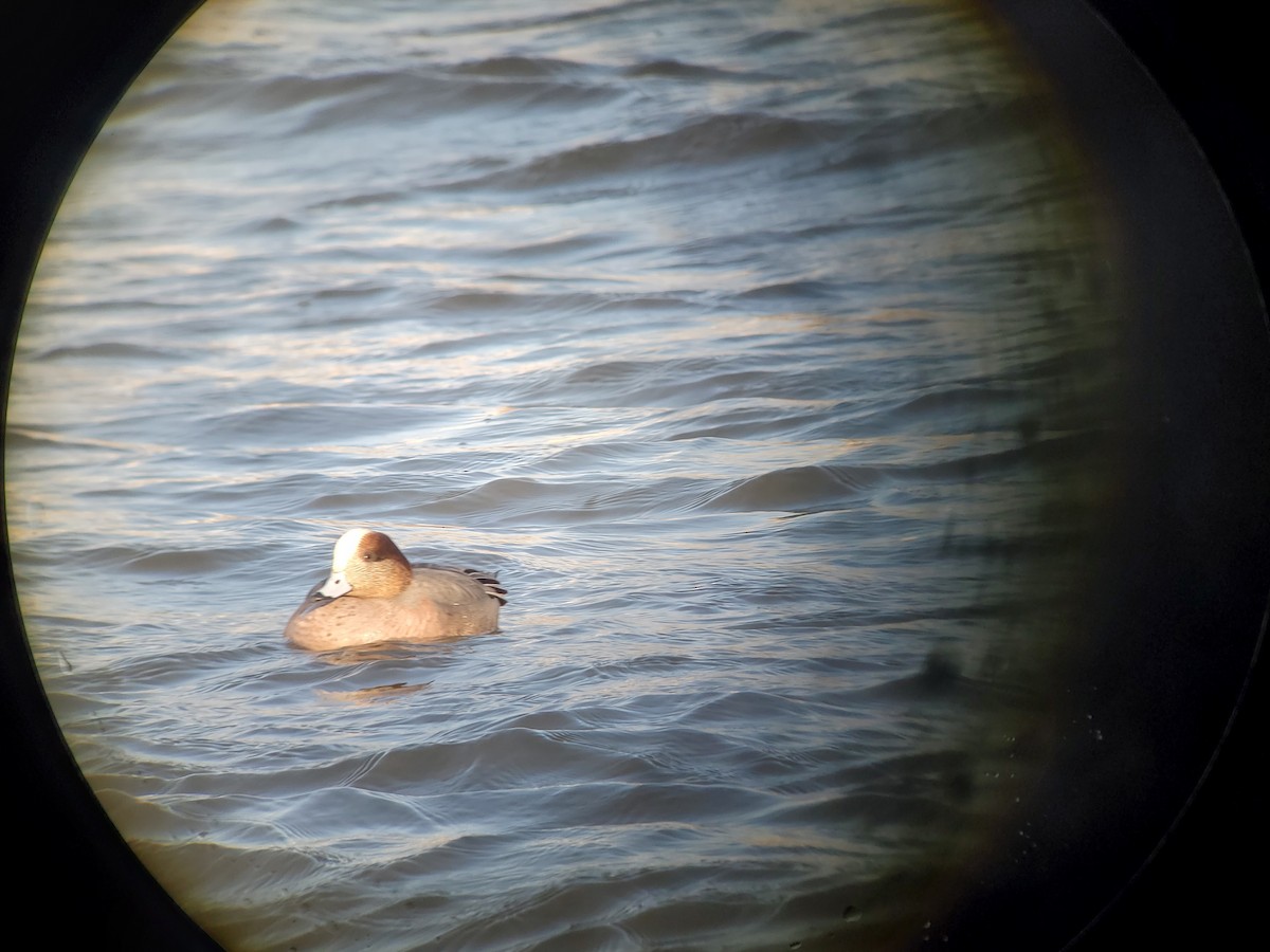 Eurasian x American Wigeon (hybrid) - ML420701711