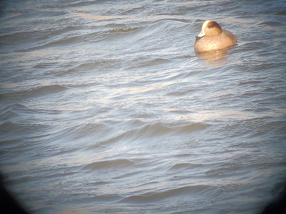 Eurasian x American Wigeon (hybrid) - ML420701741