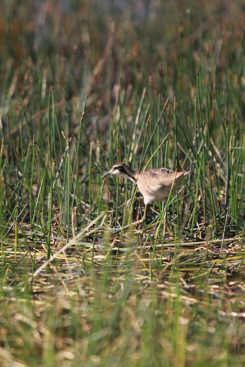 Pheasant-tailed Jacana - ML420704071