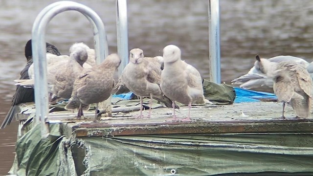 Glaucous Gull - ML420705601