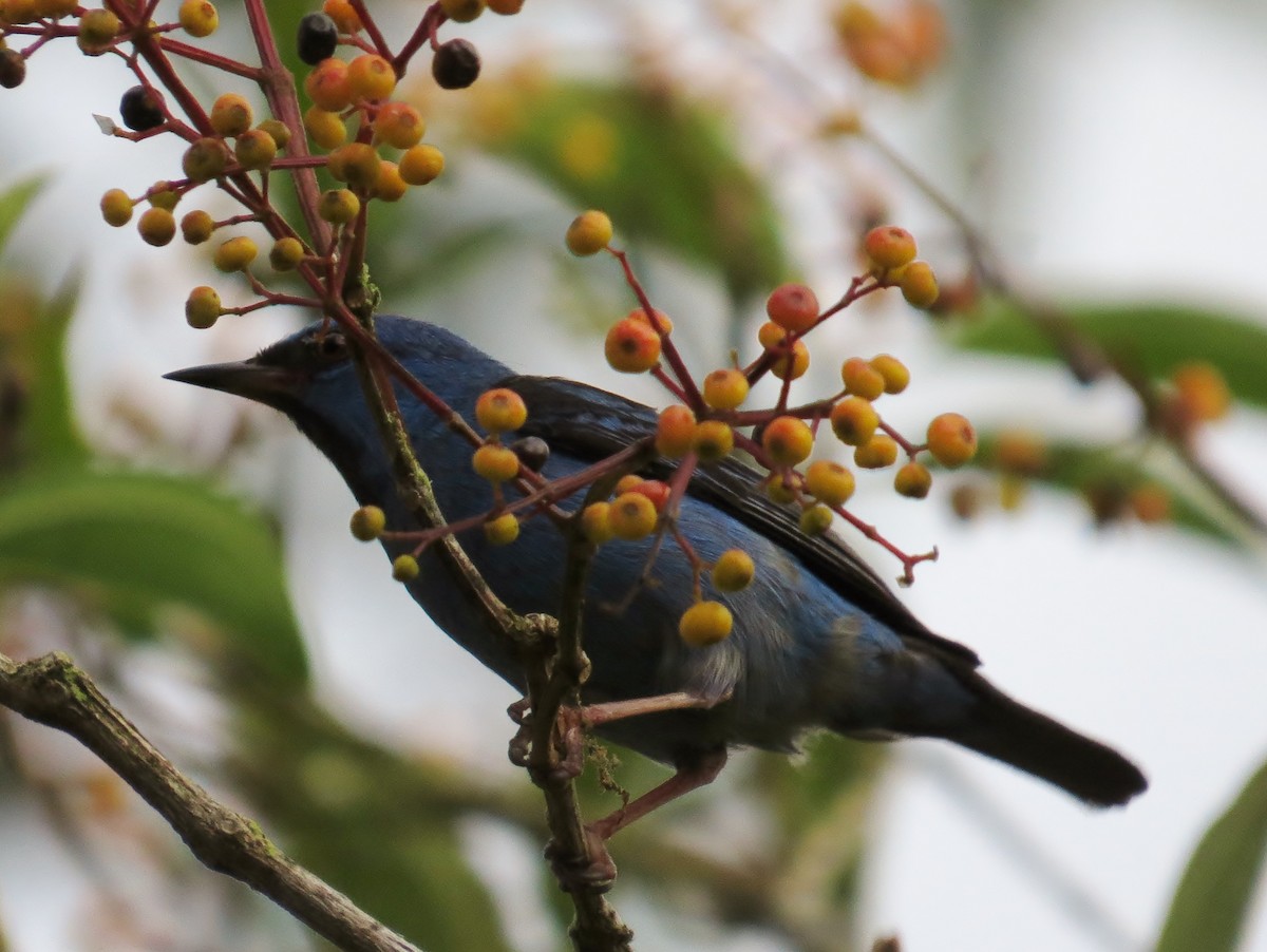 Blue Dacnis - ML42070581