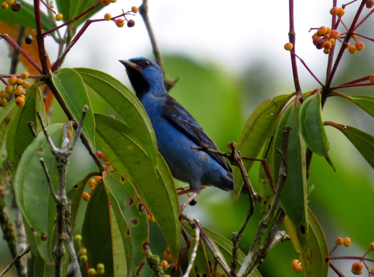 Blue Dacnis - JoAnn Potter Riggle 🦤