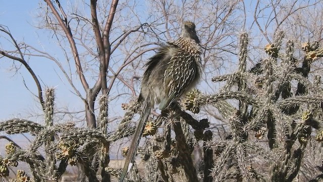 Калифорнийская кукушка-подорожник - ML420706211