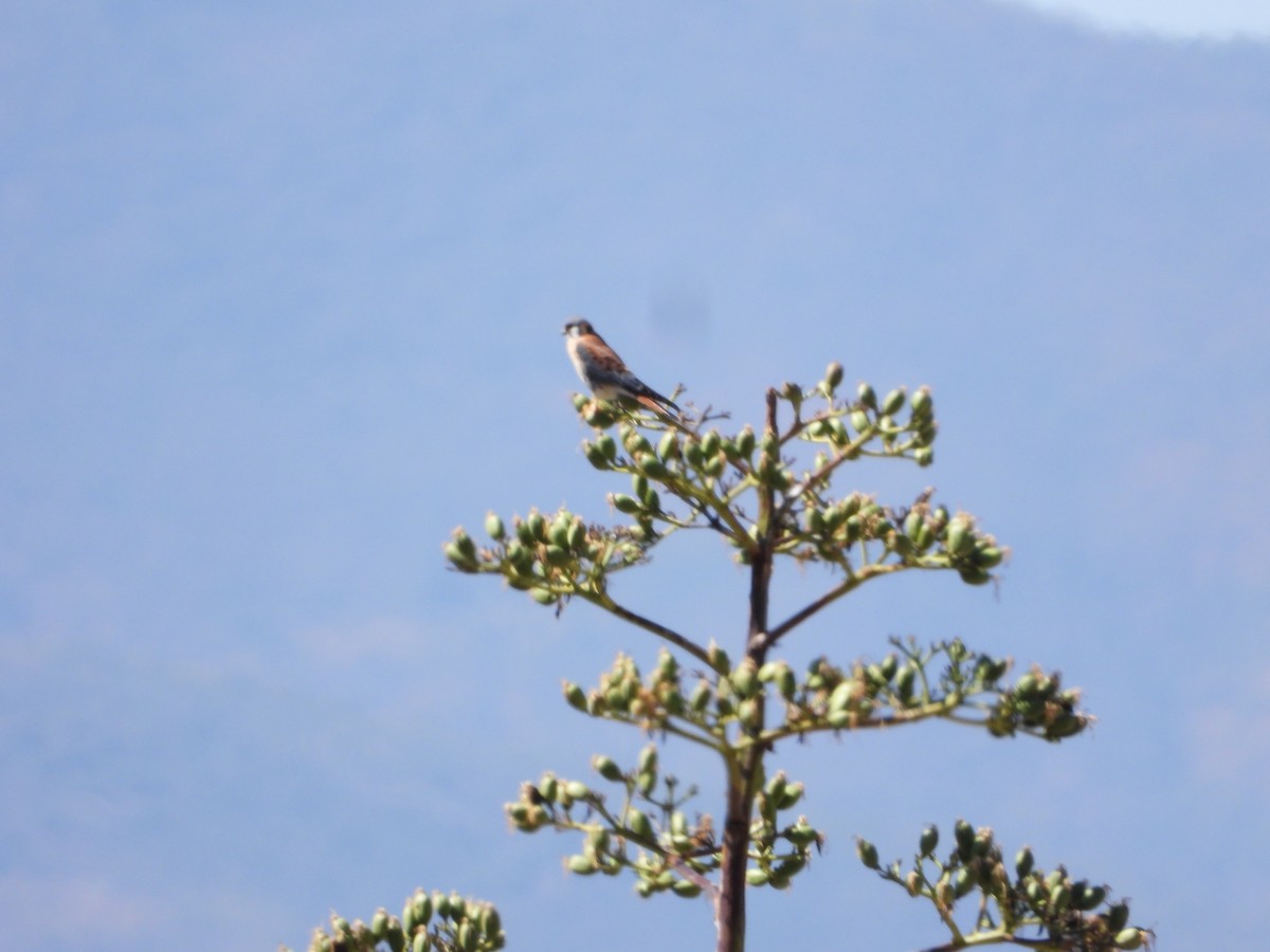 American Kestrel - ML420706271