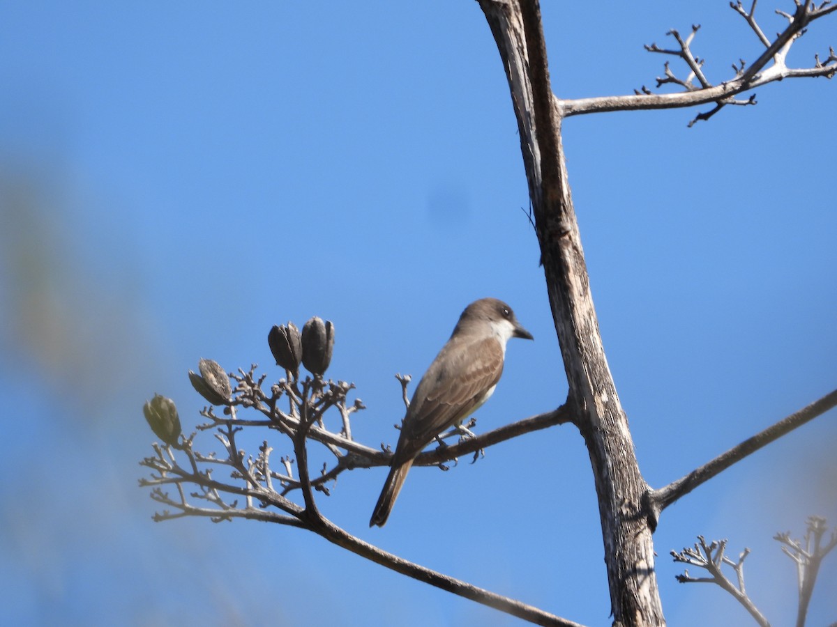 Thick-billed Kingbird - ML420706631