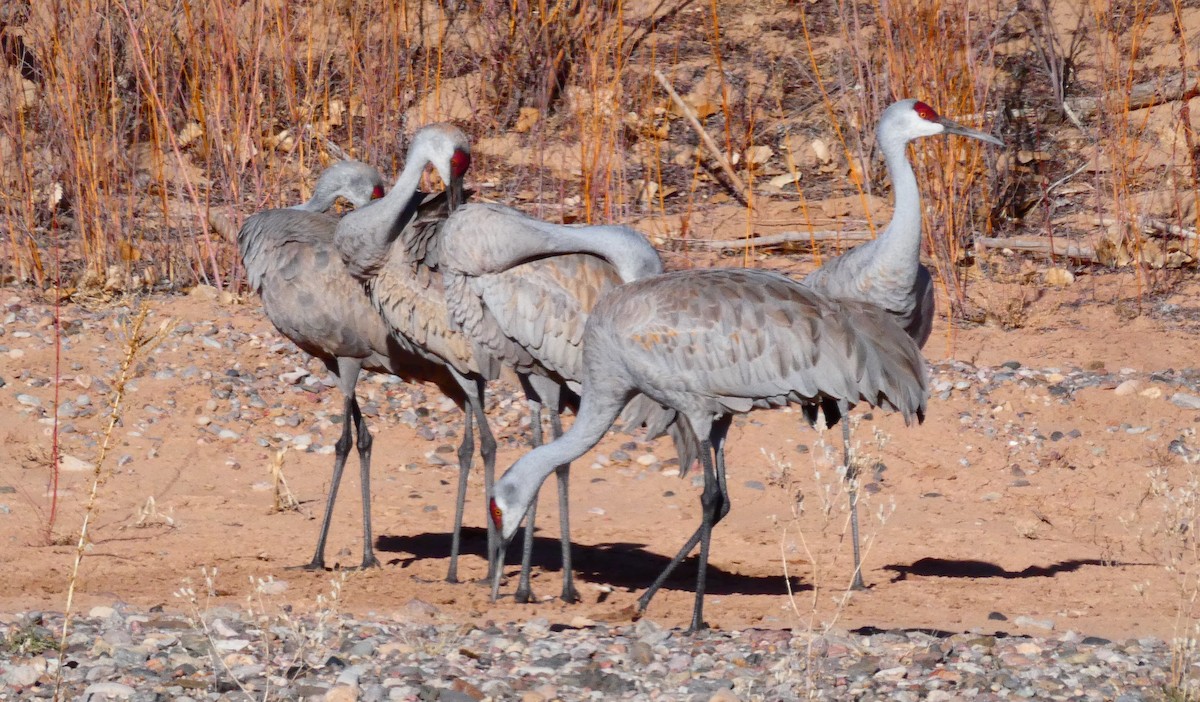 Grulla Canadiense - ML420707121