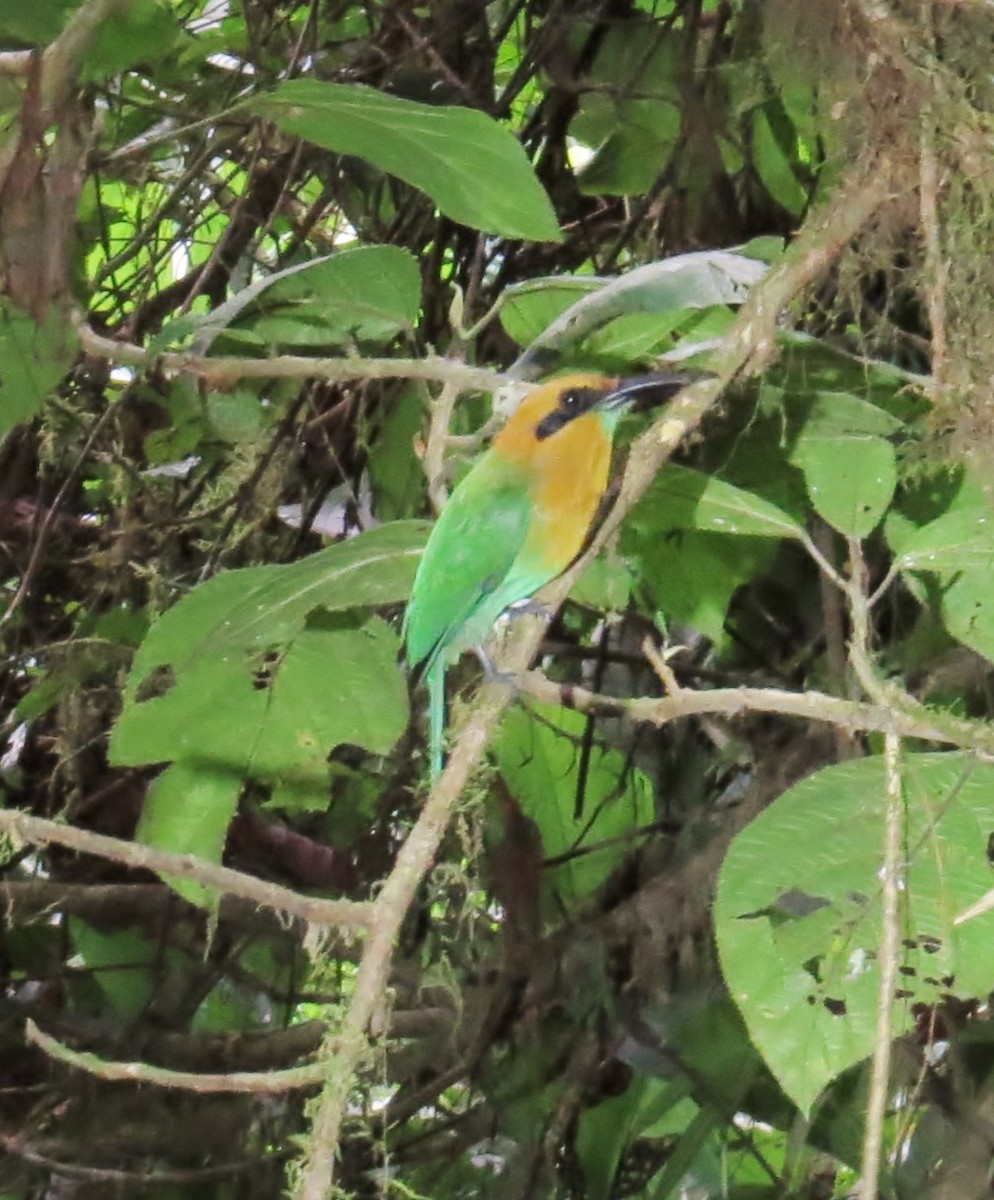 Broad-billed Motmot - ML42070801