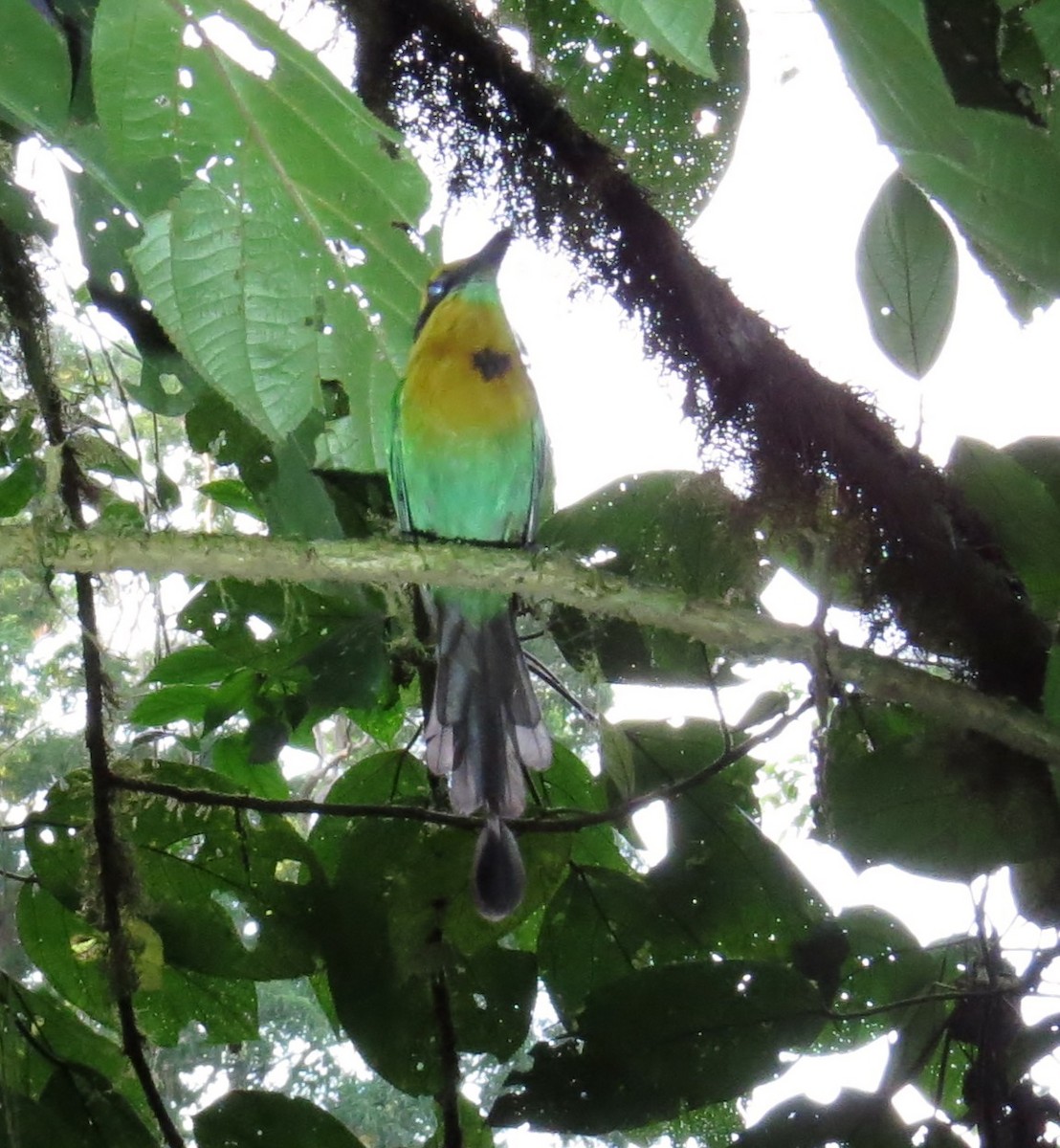 Broad-billed Motmot - ML42070811