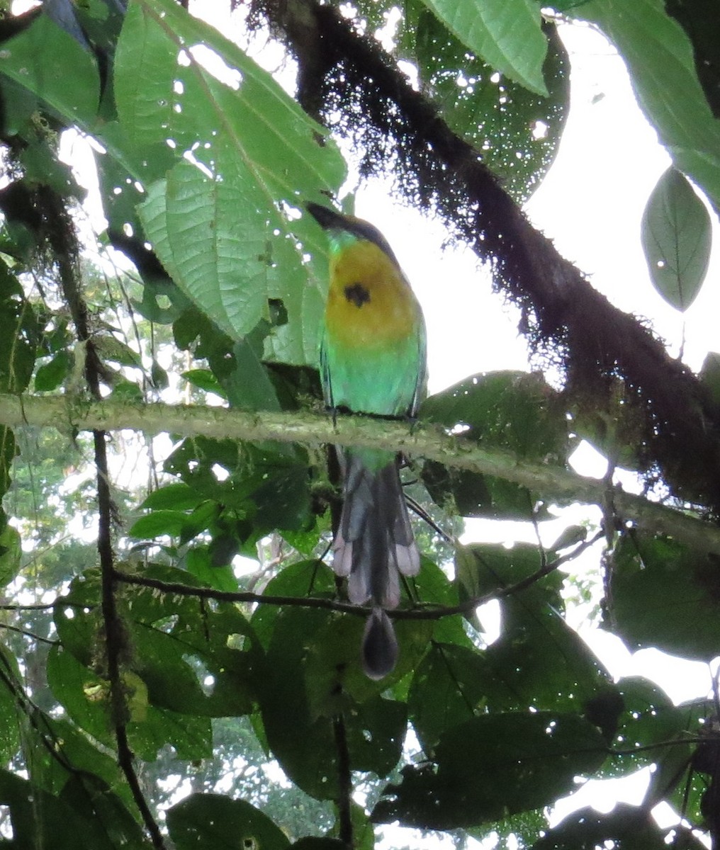 Broad-billed Motmot - ML42070851