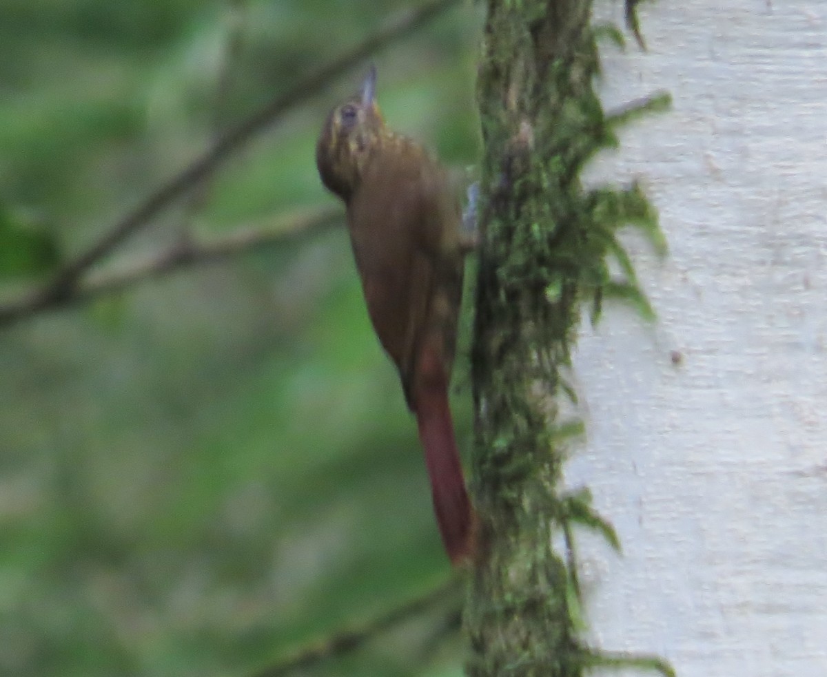 Wedge-billed Woodcreeper - ML42070981