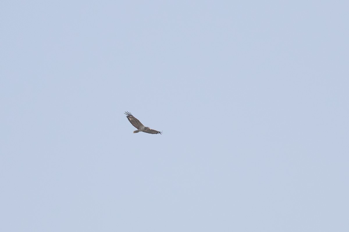 White-bellied Sea-Eagle - ML420711851
