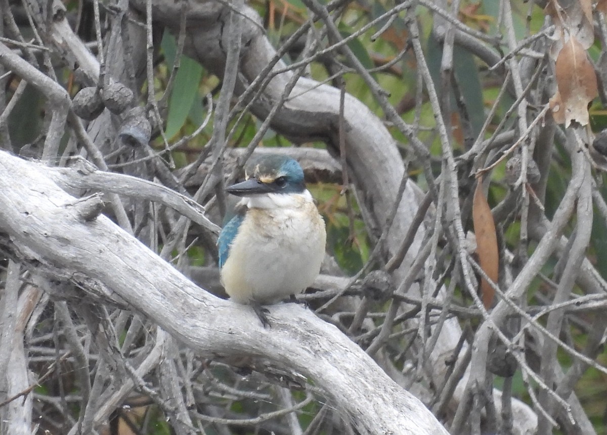 Sacred Kingfisher - ML420712151