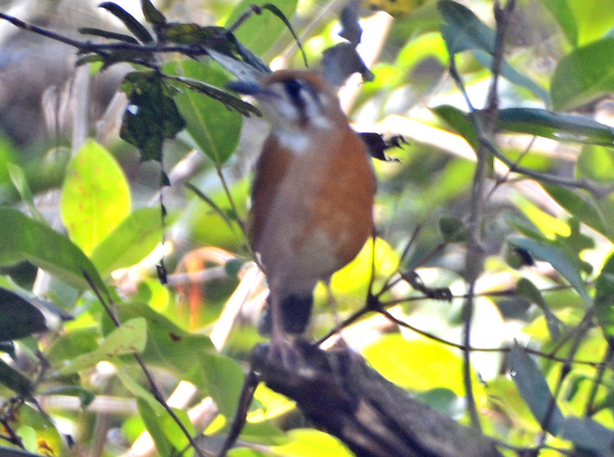 Orange-headed Thrush - ML420713941