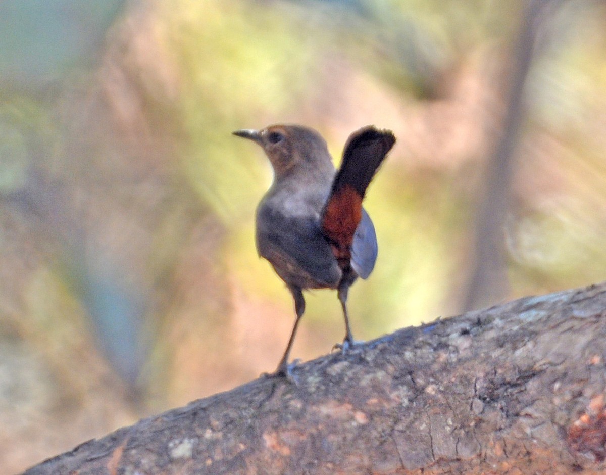 Indian Robin - ML420714021